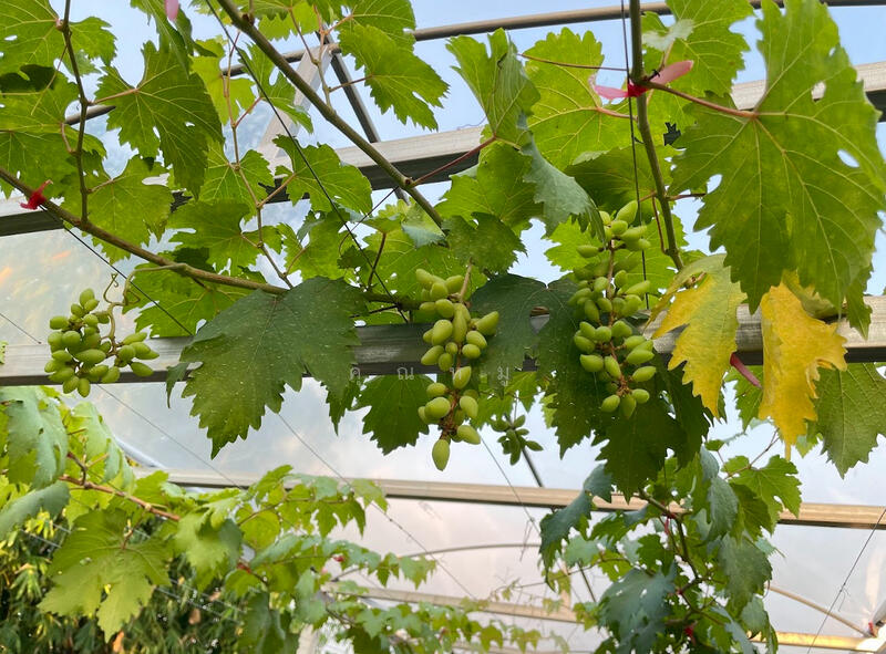 รายได้มั่นคง ไร่องุ่นและบ่อตกปลาใจกลางชุมชน ฟาร์ม ช.วีรศุ ( C.Veerasu Farm ) ขาย สวนเกษตรอินทรีย์, ชลบุรี, นาเริก, พนัสนิคม, ชลบุรี, 2,364 ตร.ม., ที่ดิน ขาย, โดย คุณหมู, 500053608 - DDproperty.com