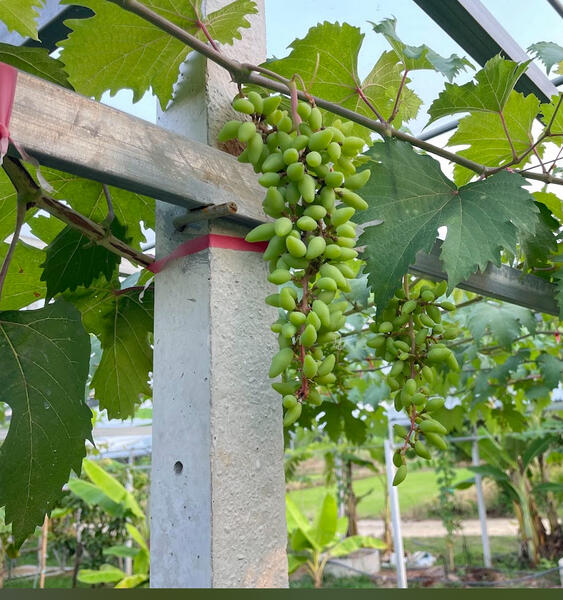 รายได้มั่นคง ไร่องุ่นและบ่อตกปลาใจกลางชุมชน ฟาร์ม ช.วีรศุ ( C.Veerasu Farm ) ขาย สวนเกษตรอินทรีย์, Chon Buri (Pattaya), Na Roek, Phanat Nikhom, Chon Buri (Pattaya), , 2,364 sqm, Land For Sale, by คุณหมู, 500053608 - DDproperty.com