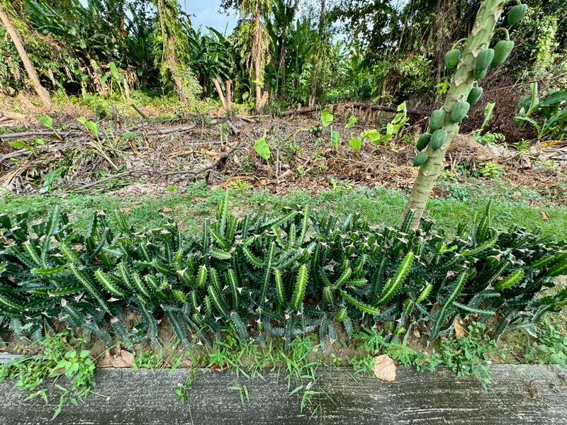 For Sale - ขายที่ดินเปล่า จรัญสนิทวงศ์ 37 ซ.อำนวย5 1 ไร่ 39.6 ตร.ว. (439.6 ตร.ว.) เดินทางสะดวก อยู่ในแหล่งชุ, Bangkok