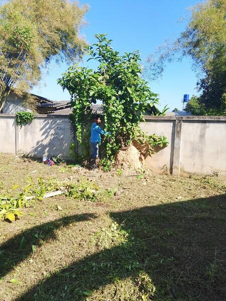 For Sale - ฝาง, Chiang Mai