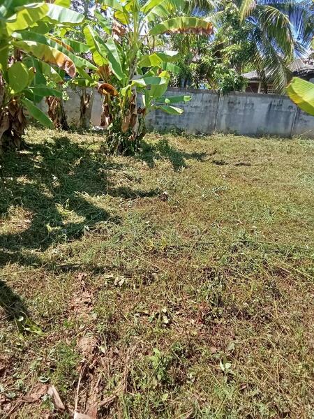 For Sale - ฝาง, Chiang Mai