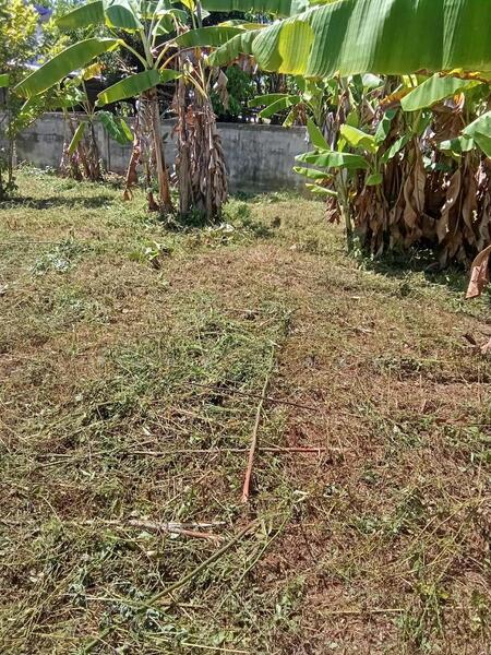 For Sale - ฝาง, Chiang Mai