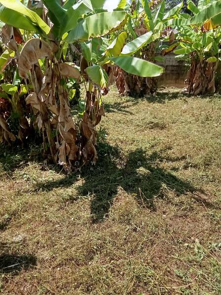 For Sale - ฝาง, Chiang Mai