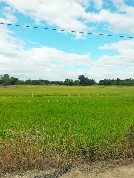 For Sale - ที่ดินบึงสามพัน เพชรบูรณ์, Phetchabun
