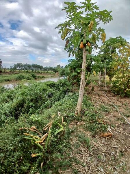 For Sale - ที่ดินบึงสามพัน เพชรบูรณ์, Phetchabun