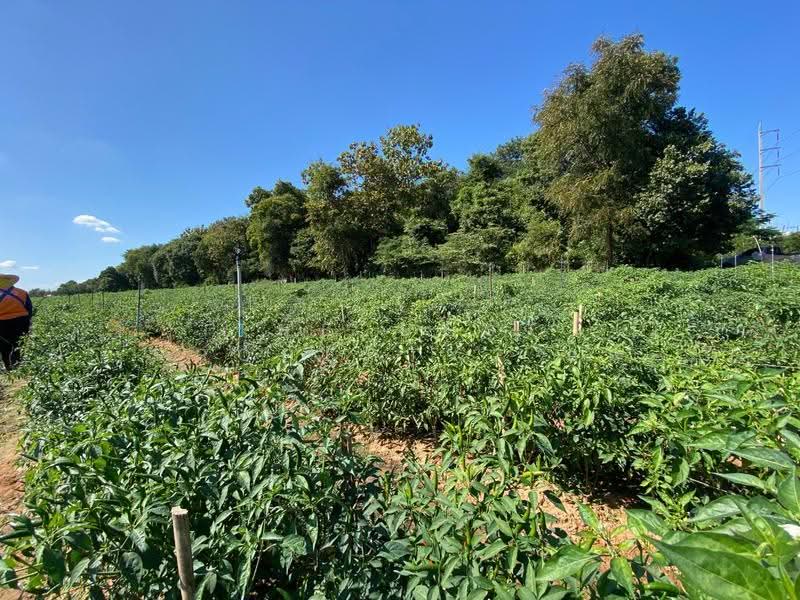 ที่ดินนิคมสงเคราะห์ อุดรธานี, Udon Thani, Ni Kom Song Khro, Muang Udon Thani, Udon Thani, , 12,920 sqm, Land For Sale, by The Best Property  นก, 500055645 - DDproperty.com