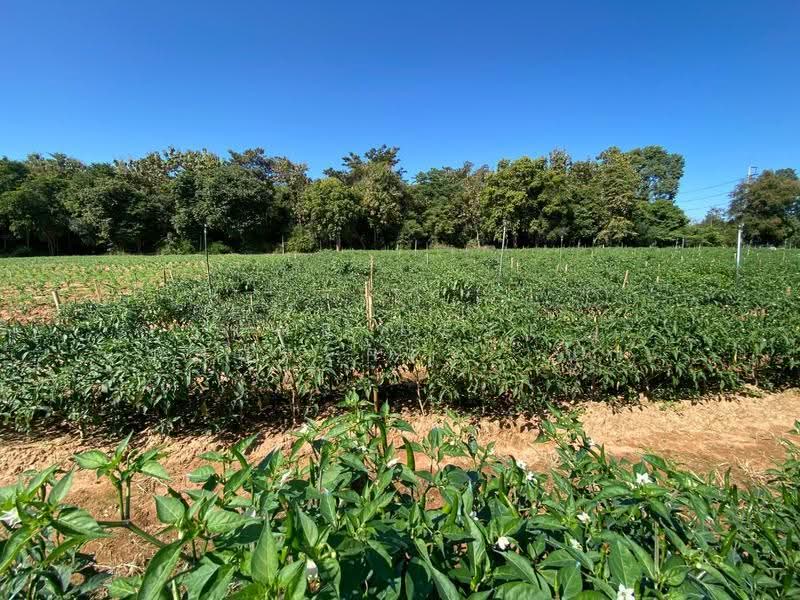 ที่ดินนิคมสงเคราะห์ อุดรธานี, Udon Thani, Ni Kom Song Khro, Muang Udon Thani, Udon Thani, , 12,920 sqm, Land For Sale, by The Best Property  นก, 500055645 - DDproperty.com
