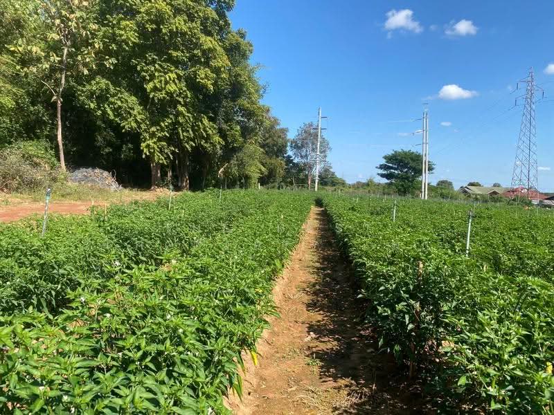 ที่ดินนิคมสงเคราะห์ อุดรธานี, Udon Thani, Ni Kom Song Khro, Muang Udon Thani, Udon Thani, , 12,920 sqm, Land For Sale, by The Best Property  นก, 500055645 - DDproperty.com