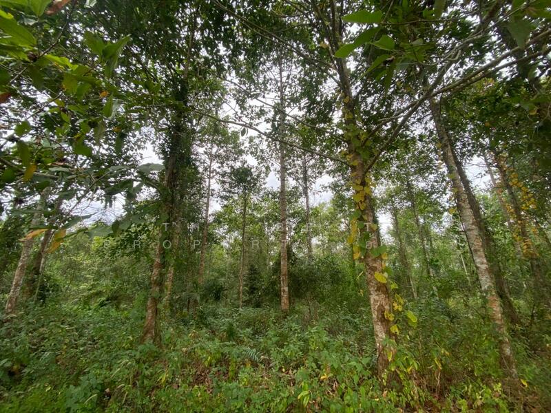 For Sale - ที่ดินแกลง ระยอง, Rayong