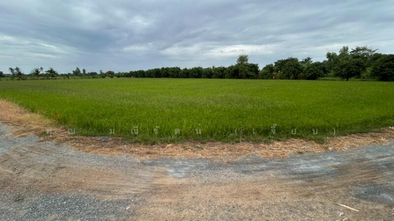 ที่ดิน 9-3-99.5 ไร่ ดอนโพธิ์ สวนแตง ทำเลดี, สุพรรณบุรี, ถนนมาลัยแมน, ดอนโพธิ์ทอง, เมืองสุพรรณบุรี, สุพรรณบุรี, 15,996 ตร.ม., ที่ดิน ขาย, โดย คุณ มณีรัตน์ (เจี๊ยบ), 500056641 - DDproperty.com