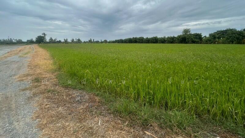ที่ดิน 9-3-99.5 ไร่ ดอนโพธิ์ สวนแตง ทำเลดี, สุพรรณบุรี, ถนนมาลัยแมน, ดอนโพธิ์ทอง, เมืองสุพรรณบุรี, สุพรรณบุรี, 15,996 ตร.ม., ที่ดิน ขาย, โดย คุณ มณีรัตน์ (เจี๊ยบ), 500056641 - DDproperty.com