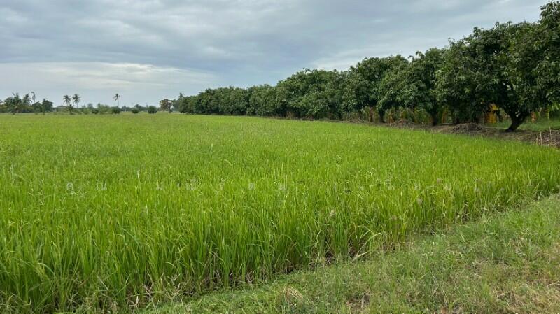 ที่ดิน 9-3-99.5 ไร่ ดอนโพธิ์ สวนแตง ทำเลดี, Suphan Buri, ถนนมาลัยแมน, Don Pho Thong, Muang Suphanburi, Suphan Buri, , 15,996 sqm, Land For Sale, by คุณ มณีรัตน์ (เจี๊ยบ), 500056641 - DDproperty.com