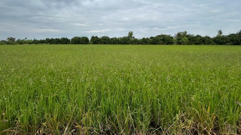 ที่ดิน 9-3-99.5 ไร่ ดอนโพธิ์ สวนแตง ทำเลดี, สุพรรณบุรี, ถนนมาลัยแมน, ดอนโพธิ์ทอง, เมืองสุพรรณบุรี, สุพรรณบุรี, 15,996 ตร.ม., ที่ดิน ขาย, โดย คุณ มณีรัตน์ (เจี๊ยบ), 500056641 - DDproperty.com
