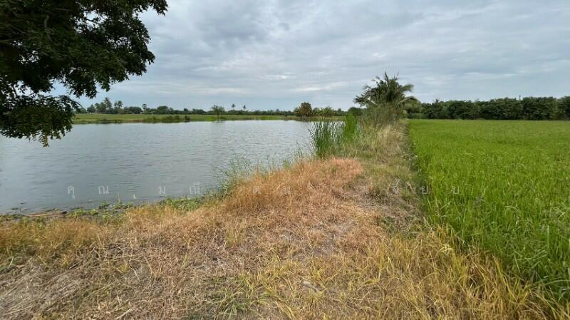 ที่ดิน 9-3-99.5 ไร่ ดอนโพธิ์ สวนแตง ทำเลดี, สุพรรณบุรี, ถนนมาลัยแมน, ดอนโพธิ์ทอง, เมืองสุพรรณบุรี, สุพรรณบุรี, 15,996 ตร.ม., ที่ดิน ขาย, โดย คุณ มณีรัตน์ (เจี๊ยบ), 500056641 - DDproperty.com