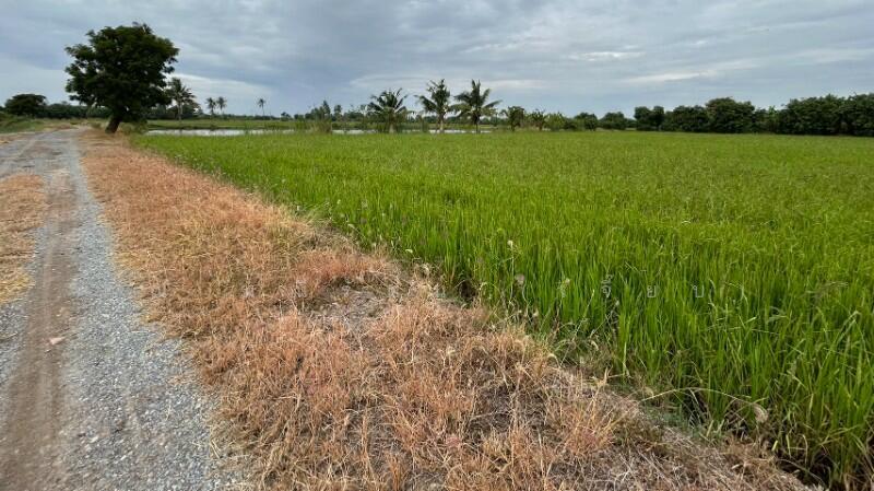 ที่ดิน 9-3-99.5 ไร่ ดอนโพธิ์ สวนแตง ทำเลดี, สุพรรณบุรี, ถนนมาลัยแมน, ดอนโพธิ์ทอง, เมืองสุพรรณบุรี, สุพรรณบุรี, 15,996 ตร.ม., ที่ดิน ขาย, โดย คุณ มณีรัตน์ (เจี๊ยบ), 500056641 - DDproperty.com