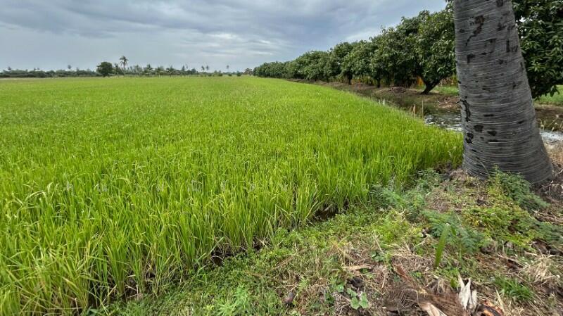 ที่ดิน 9-3-99.5 ไร่ ดอนโพธิ์ สวนแตง ทำเลดี, สุพรรณบุรี, ถนนมาลัยแมน, ดอนโพธิ์ทอง, เมืองสุพรรณบุรี, สุพรรณบุรี, 15,996 ตร.ม., ที่ดิน ขาย, โดย คุณ มณีรัตน์ (เจี๊ยบ), 500056641 - DDproperty.com