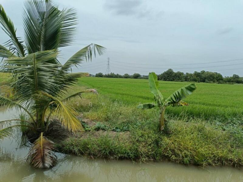 ขาย - ขายที่ดินผืนใหญ่ ทำเลชุมชน จังหวัดฉะเชิงเทรา, ฉะเชิงเทรา