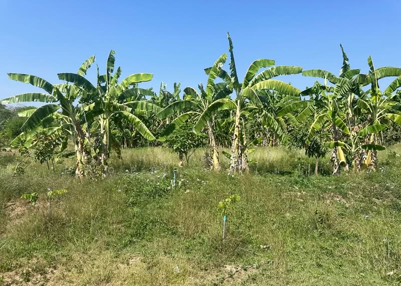 ที่ดินพร้อมสิ่งปลูกสร้างท่ายาง เพชรบุรี, Phetchaburi, Klat Luang, Tha Yang, Phetchaburi, , 13,964 sqm, Land For Sale, by The Best Property เมญ่า, 500057280 - DDproperty.com