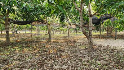 ขาย - ขายที่ดินถมแล้ว 4-0-40 ไร่ น้ำไม่ท่วม เหมาะแก่การทำสวนและปลูกบ้าน ต.หนองปลาสะวาย อ.บ้านโฮ่ง จ.ลำพูน, ลำพูน