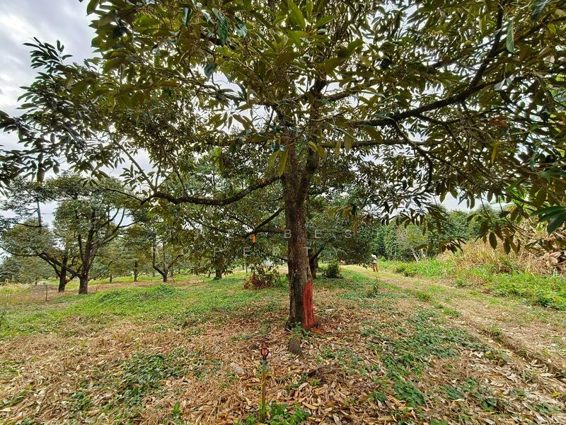 ขาย - ที่ดินเขาคิชฌกูฏ จันทบุรี, จันทบุรี