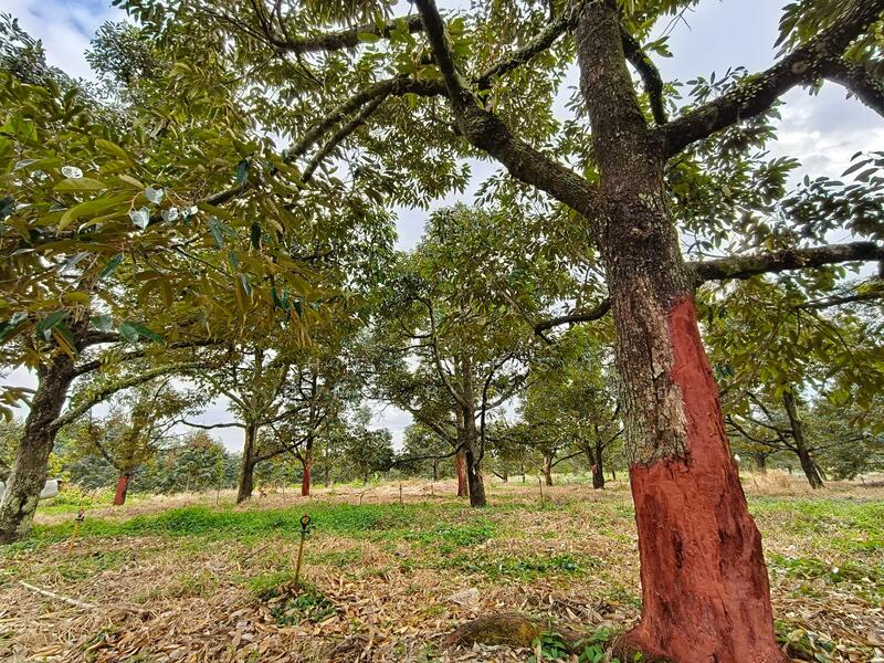 ขาย - ที่ดินเขาคิชฌกูฏ จันทบุรี, จันทบุรี