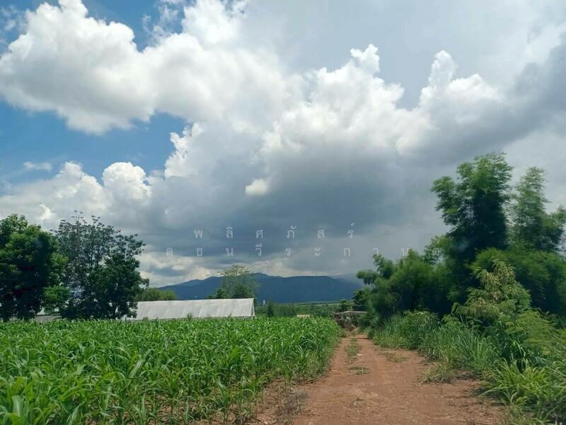 ขาย - ราคานี้…หาไม่ได้แล้วจริง ๆ ปกติ ไร่ละ5ล้าน. แต่แปลงนี้ขายไร่ละ 2.8ล้านนน, นครราชสีมา