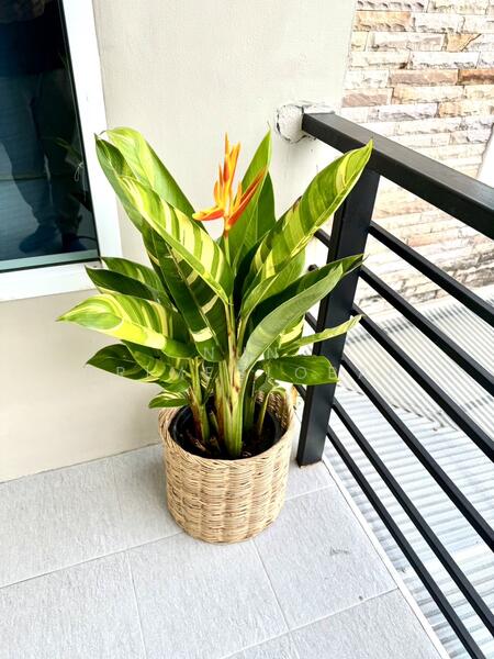 ให้เช่า - Sivana Place : ศิวะนา เพลซ ภูเก็ต, ภูเก็ต