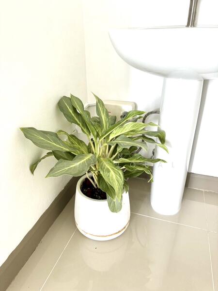 ให้เช่า - Sivana Place : ศิวะนา เพลซ ภูเก็ต, ภูเก็ต