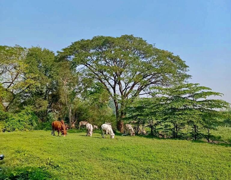 ขาย - เมืองสระบุรี, สระบุรี