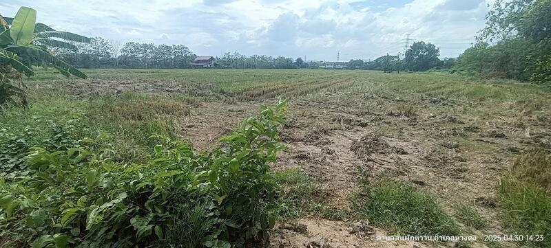 ขาย - HLPD - San Pak Wan, เชียงใหม่