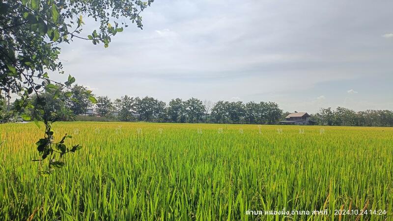 ขาย - HLPD - San Pak Wan, เชียงใหม่