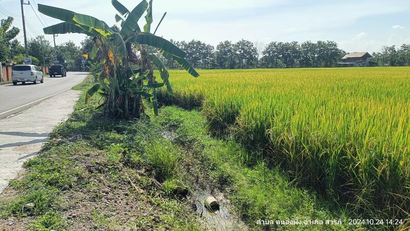 ขาย - HLPD - San Pak Wan, เชียงใหม่