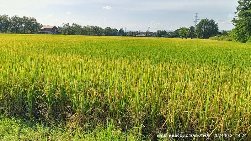 ขาย - HLPD - San Pak Wan, เชียงใหม่