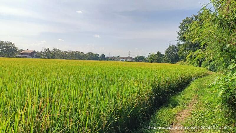 ขาย - HLPD - San Pak Wan, เชียงใหม่