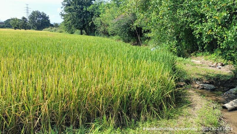 ขาย - HLPD - San Pak Wan, เชียงใหม่