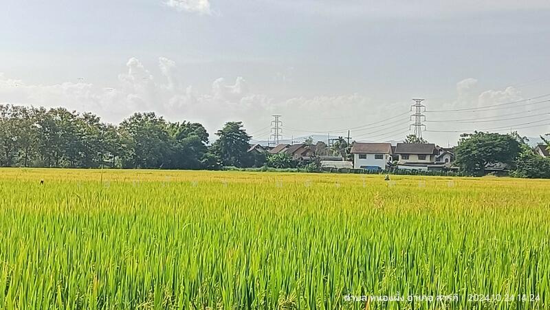 ขาย - HLPD - San Pak Wan, เชียงใหม่