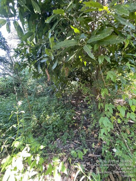 ขาย - หนองปลาสะวาย, ลำพูน