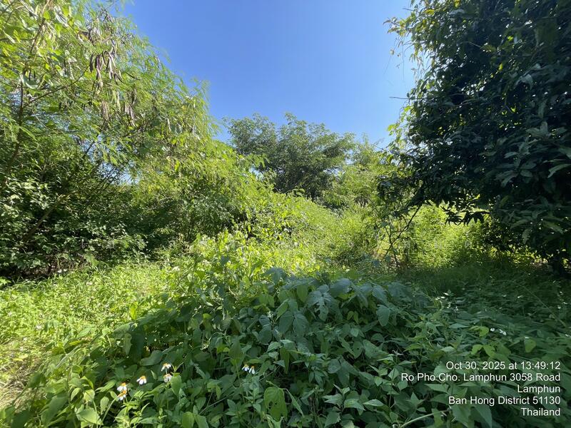 ขาย - หนองปลาสะวาย, ลำพูน