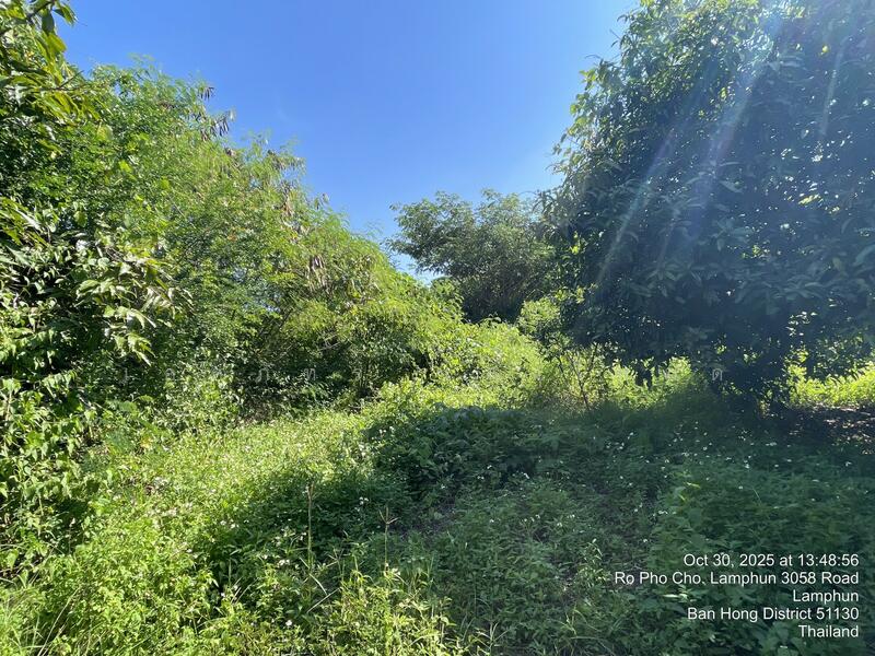 ขาย - หนองปลาสะวาย, ลำพูน