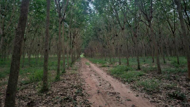 For Sale - โอกาสลงทุนสวนยาง ทำเลดี อ.แกลง จ.ระยอง, Rayong