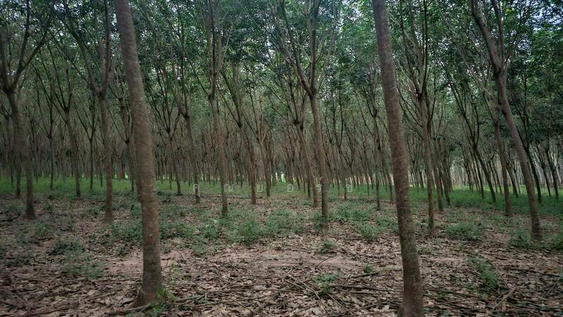 For Sale - โอกาสลงทุนสวนยาง ทำเลดี อ.แกลง จ.ระยอง, Rayong