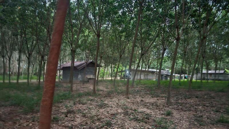 For Sale - โอกาสลงทุนสวนยาง ทำเลดี อ.แกลง จ.ระยอง, Rayong