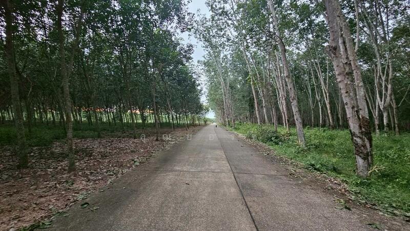 For Sale - โอกาสลงทุนสวนยาง ทำเลดี อ.แกลง จ.ระยอง, Rayong