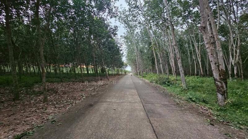 For Sale - โอกาสลงทุนสวนยาง ทำเลดี อ.แกลง จ.ระยอง, Rayong