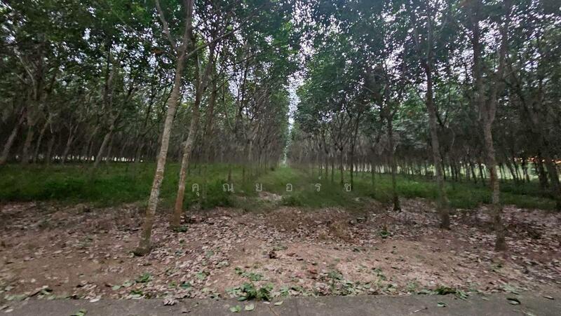 For Sale - โอกาสลงทุนสวนยาง ทำเลดี อ.แกลง จ.ระยอง, Rayong