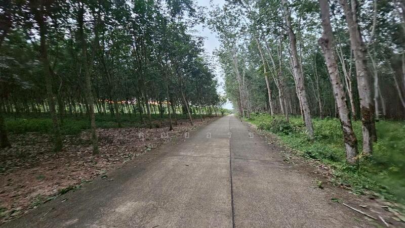 For Sale - โอกาสลงทุนสวนยาง ทำเลดี อ.แกลง จ.ระยอง, Rayong