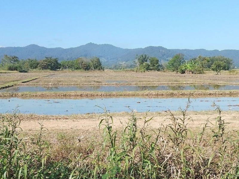 For Sale - ที่ดินเวียงป่าเป้า เชียงราย, Chiang Rai