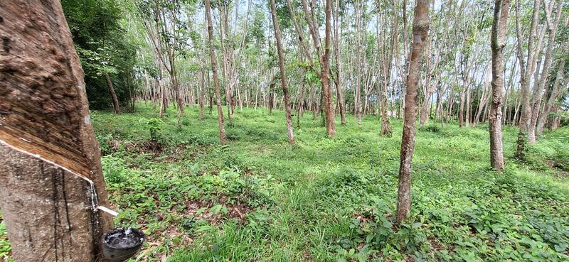 ขาย - ที่ดินท่าศาลา นครศรีธรรมราช, นครศรีธรรมราช