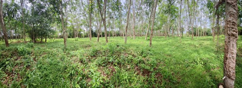 ขาย - ที่ดินท่าศาลา นครศรีธรรมราช, นครศรีธรรมราช