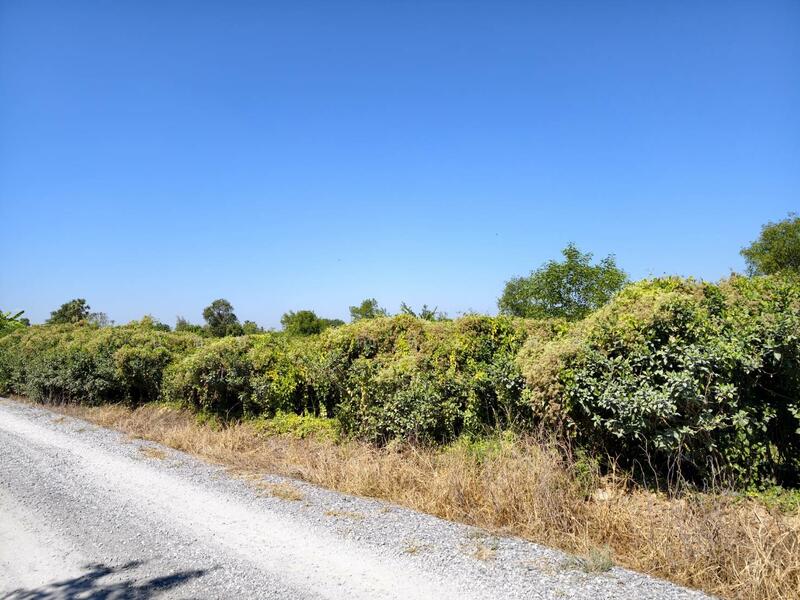 Land for sale in Chalong Krung 54, Lat Krabang area, near ICD and Chaokhun Thahan Lat Krabang., Bangkok, ถนนฉลองกรุง54, Lam Pla Tiew, Lat Krabang, Bangkok, , 11,364 sqm, Land For Sale, by นัชชา กำลังเหลือ, 500073682 - DDproperty.com